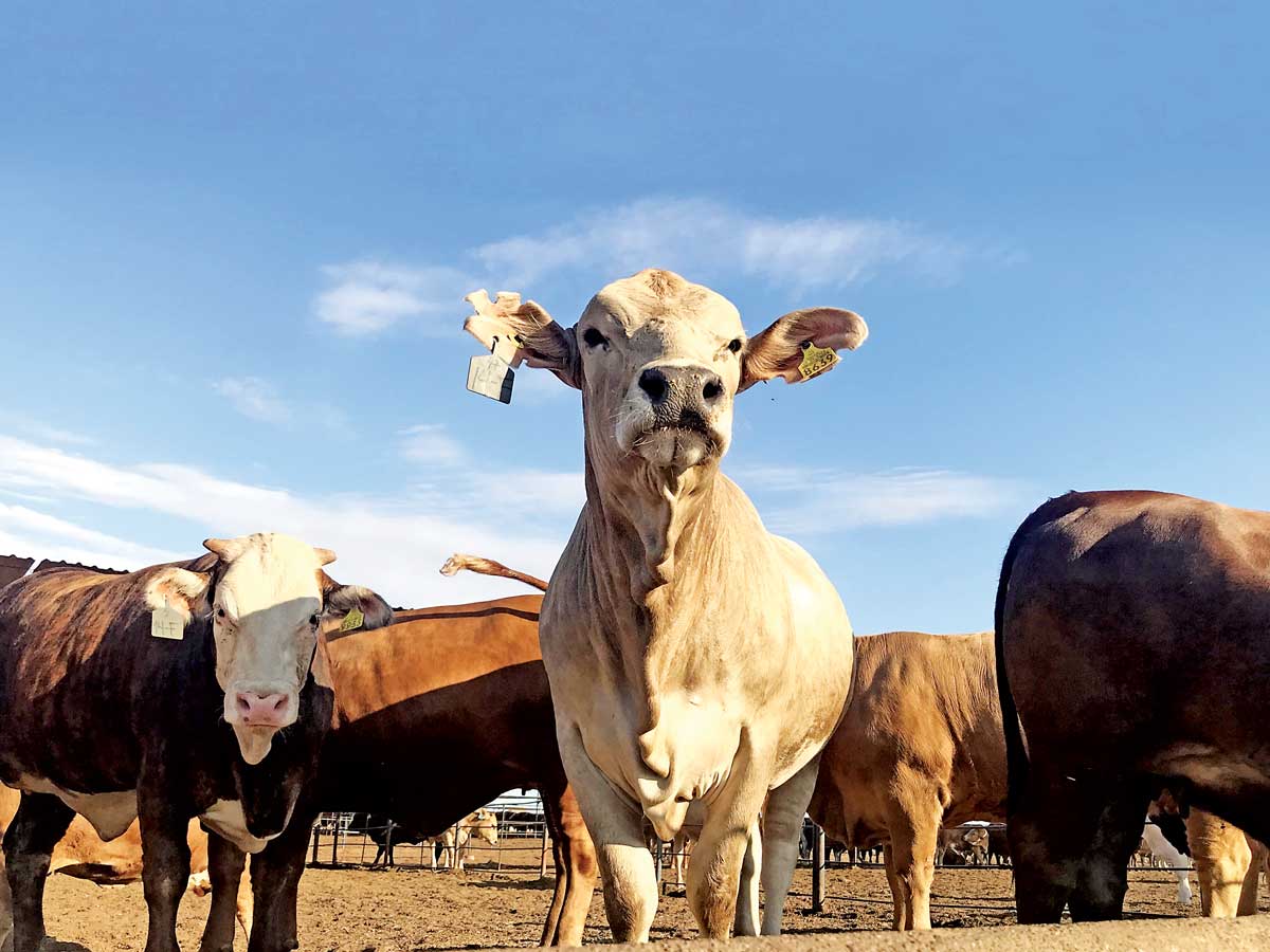 Reportan 92 contagios de miasis en humanos; barrenador agrava alarma epidemiológica