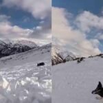 Desesperada búsqueda en la cordillera: esquiadora y su fiel compañero perro quedan atrapados en una avalancha devastadora.