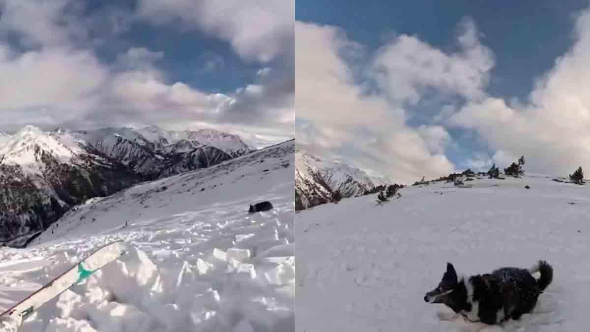 Desesperada búsqueda en la cordillera: esquiadora y su fiel compañero perro quedan atrapados en una avalancha devastadora.